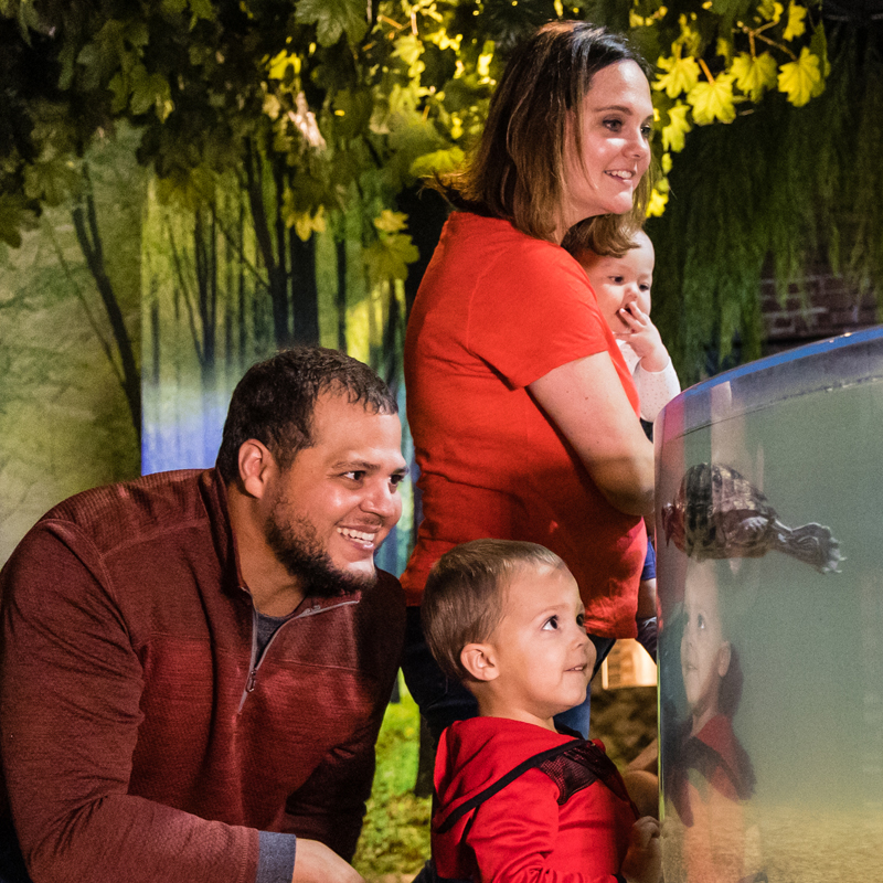 Family looking at a turtle.