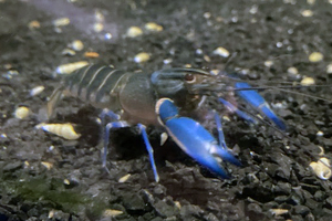 Boesemani Crayfish