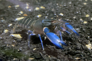 WhatsNewCrayfish Boesemani Crayfish
