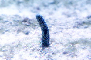 WhatsNewGardenEel Spotted Garden Eel