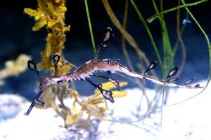 WhatsNewWeedyHatchlings Weedy Sea Dragon Hatchling