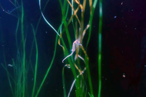 Dwarf Seahorse at Greater Cleveland Aquarium