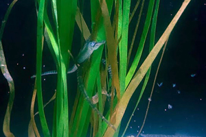 Gulf Pipefish