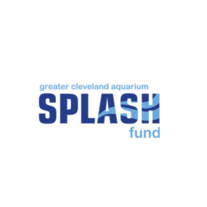Splash Fund Logo