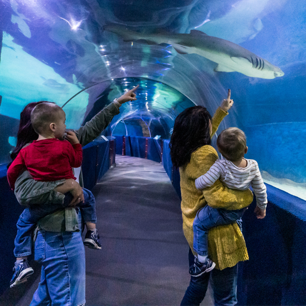 MomGrandmaandKidsSeatubeSq