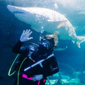 Diver Steph Q with a sand tiger shark at the Aquarium.