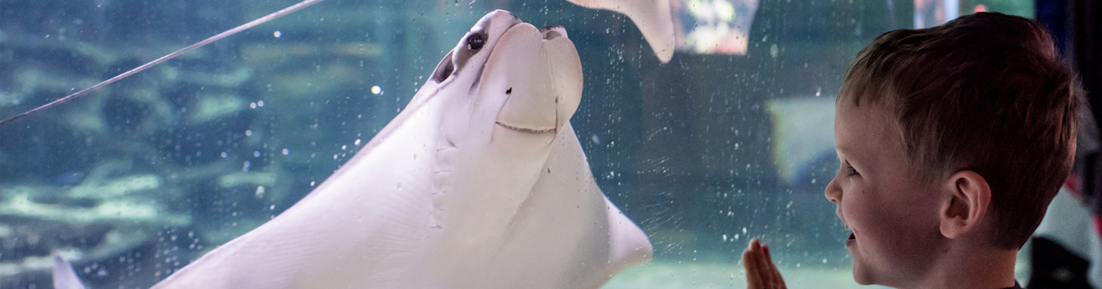 A kid looking at a cownose stingray.