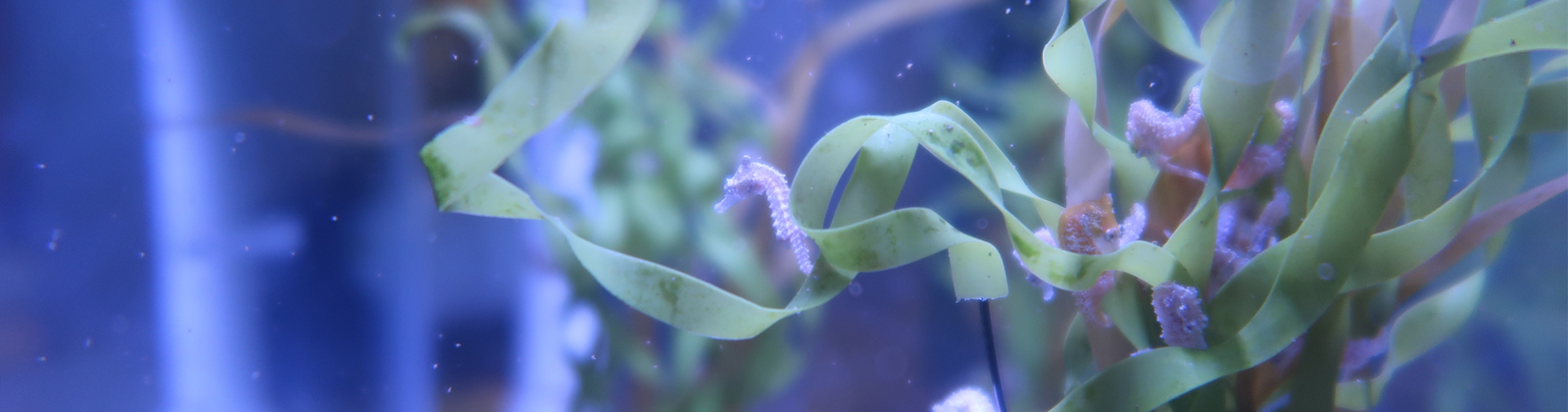 Dwarf seahorse.