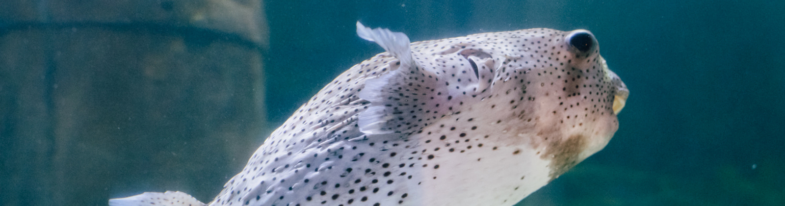 Porcupine pufferfish.