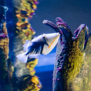 picasso triggerfish