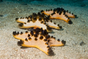 Chocolate chip sea star at Greater Cleveland Aquarium
