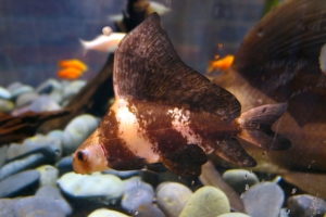 Chinese Hi-Fin Banded Shark at Greater Cleveland Aquarium