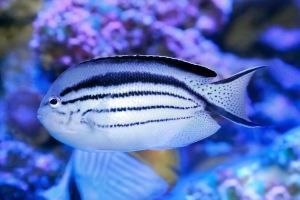 Lamarck's Angelfish at Greater Cleveland Aquarium