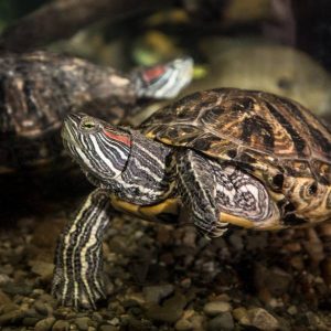 Red-eared slider turtle.