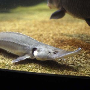 shovelnose sturgeon