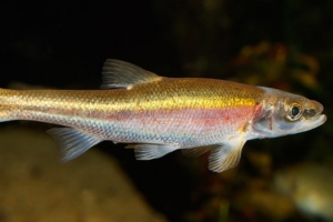 Southern Redbelly Dace at Greater Cleveland Aquarium