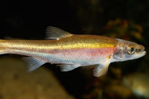 southern redbelly dace southern redbelly dace
