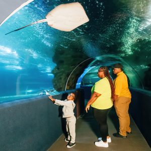 family in seatube looking up at a stingray