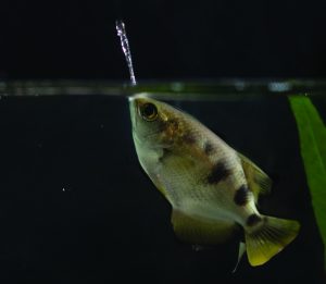Archerfish at Greater Cleveland Aquarium