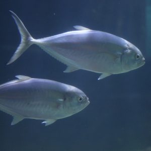 Blue Runner at Greater Cleveland Aquarium