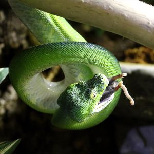 Green Tree Python