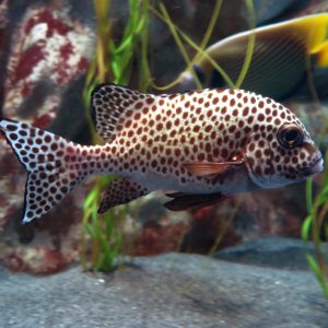 Harlequin Sweetlips at Greater Cleveland Aquarium