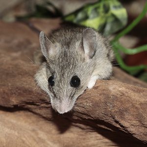 Greater Cleveland Aquarium Mouse