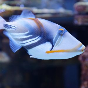 Picasso Triggerfish at Greater Cleveland Aquarium