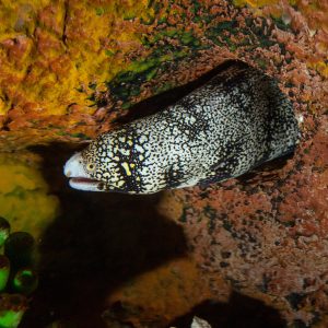 Snowflake eel at Greater Cleveland Aquarium