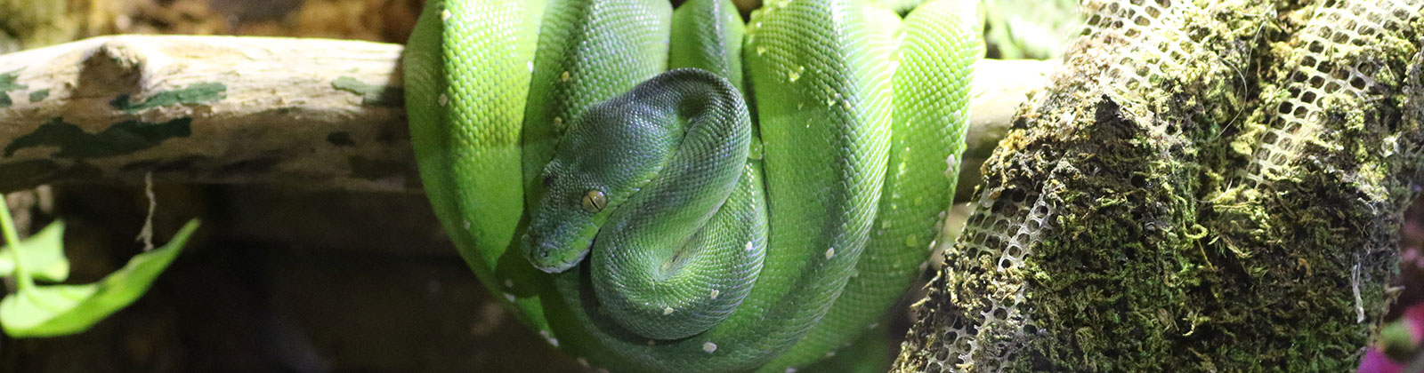 Green Tree Python at Greater Cleveland Aquarium