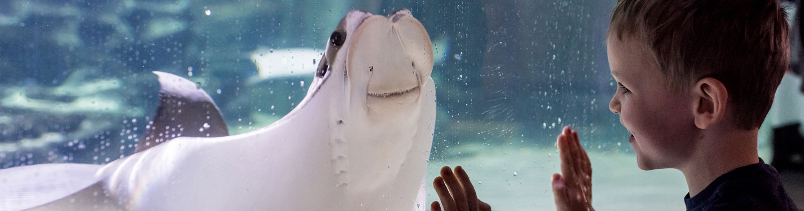 Cownose Stingray at Greater Cleveland Aquarium