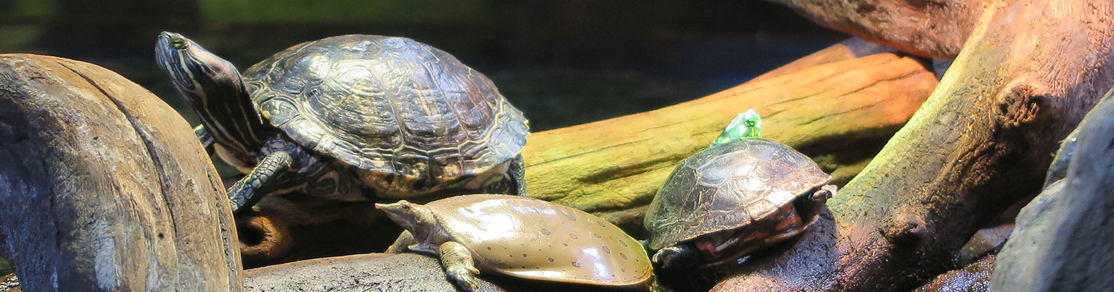 Turtles at Greater Cleveland Aquarium