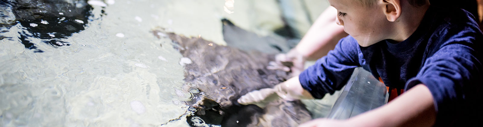 Stingray Touchpool at Greater Cleveland Aquarium