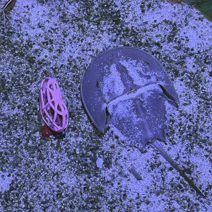 Horseshoe crab next to a heart 