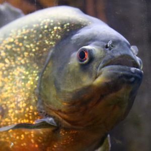 Red-bellied piranha close-up photo