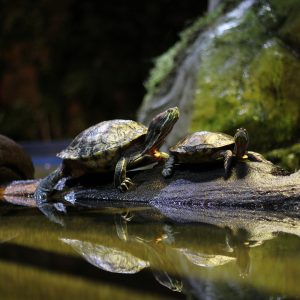 Two red-eared slider turtles