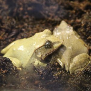 2 Solomon Island leaf frogs together