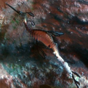 Weedy seadragon male carrying eggs