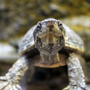 Up-close image of an eastern musk turtle standing on a rock.