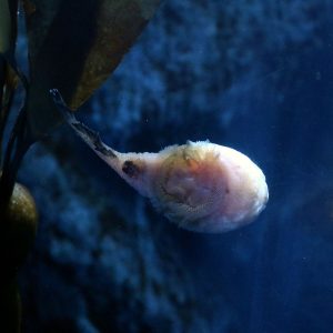 Underside of a northern clingfish stuck to the Aquarium acrylic.