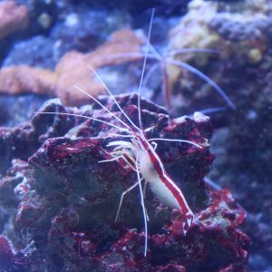 Scarlet cleaner shrimp on a rock in the Aquarium touchpool.