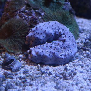 Cookie dough sea cucumber curled up against a rock.