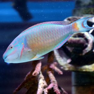 Stoplight parrotfish swimming near coral at Greater Cleveland Aquarium.