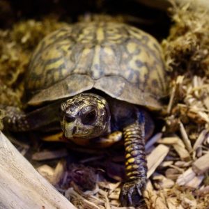 Box turtle crawling over substrate at Greater Cleveland Aquarium.