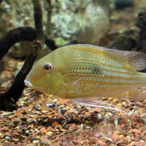Eartheater cichlid swimming at Greater Cleveland Aquarium