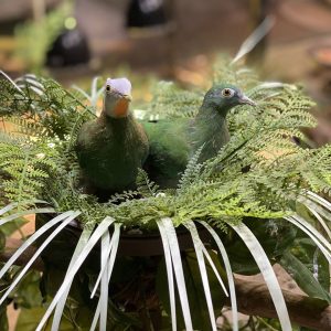 Black-naped fruit doves sitting in a nest at Greater Cleveland Aquarium.