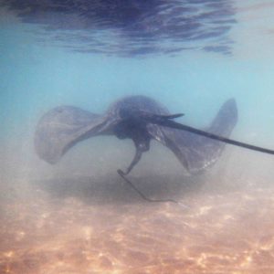 Stingray giving birth in shallow water.