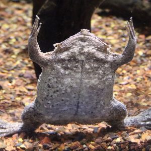 Surinam toad sitting still underwater at Greater Cleveland Aquarium.