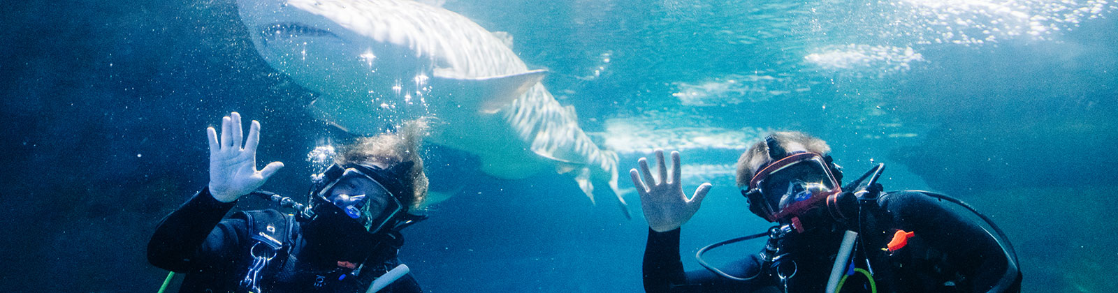 Two divers waving in front of a shark at Greater Cleveland Aquarium