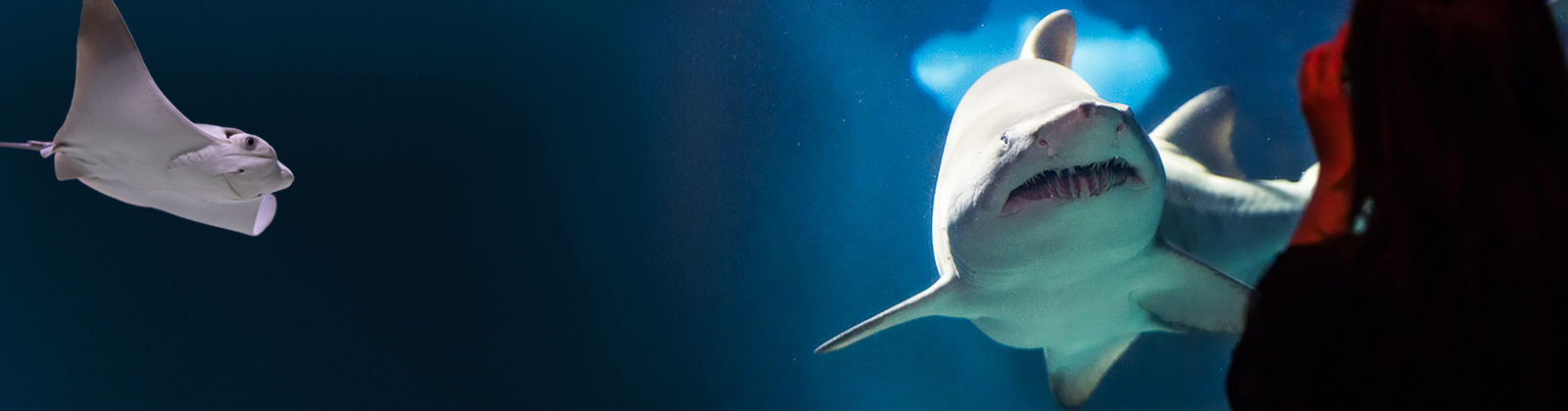 Sharks & Stingrays Quiz